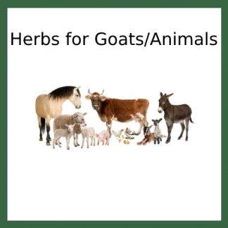 Herbs for Goats/Animals