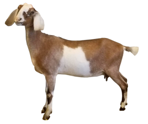 indian goat png